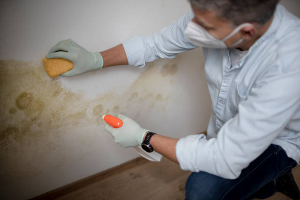 Best Industrial Mold Remediation  in Und City, MO